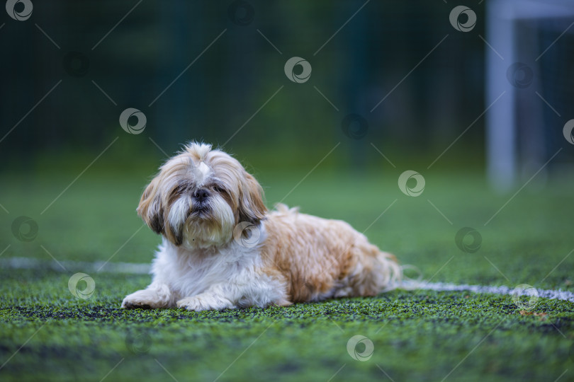 Скачать собака ши тцу на футбольном поле фотосток Ozero