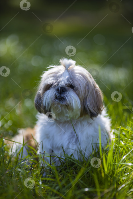 Скачать собака ши тцу фотосток Ozero