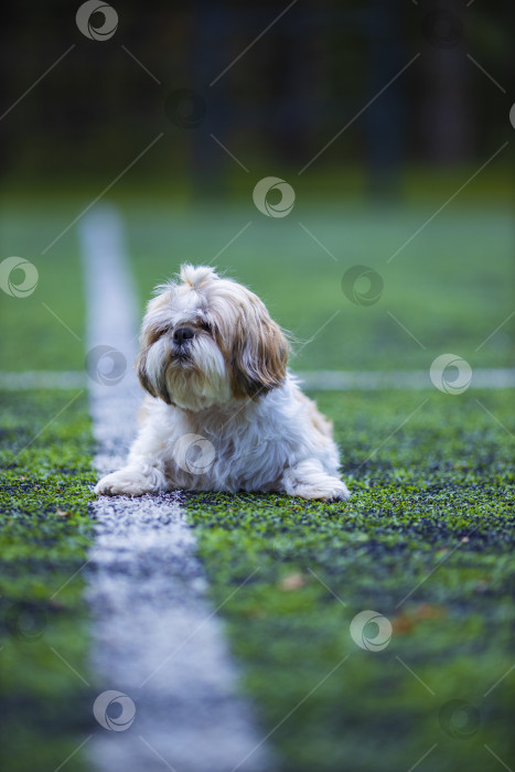 Скачать собака ши тцу фотосток Ozero