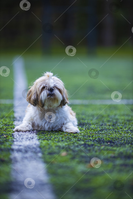 Скачать собака ши тцу на футбольном поле фотосток Ozero
