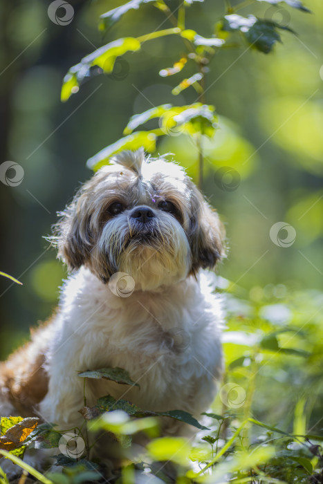 Скачать собака породы ши-тцу фотосток Ozero