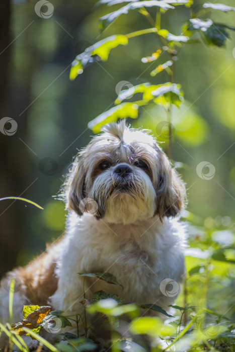 Скачать собака ши тцу фотосток Ozero