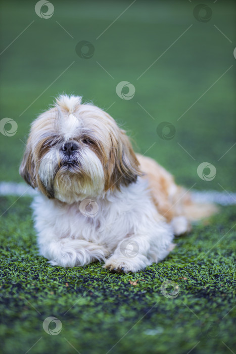 Скачать собака ши тцу на футбольном поле фотосток Ozero