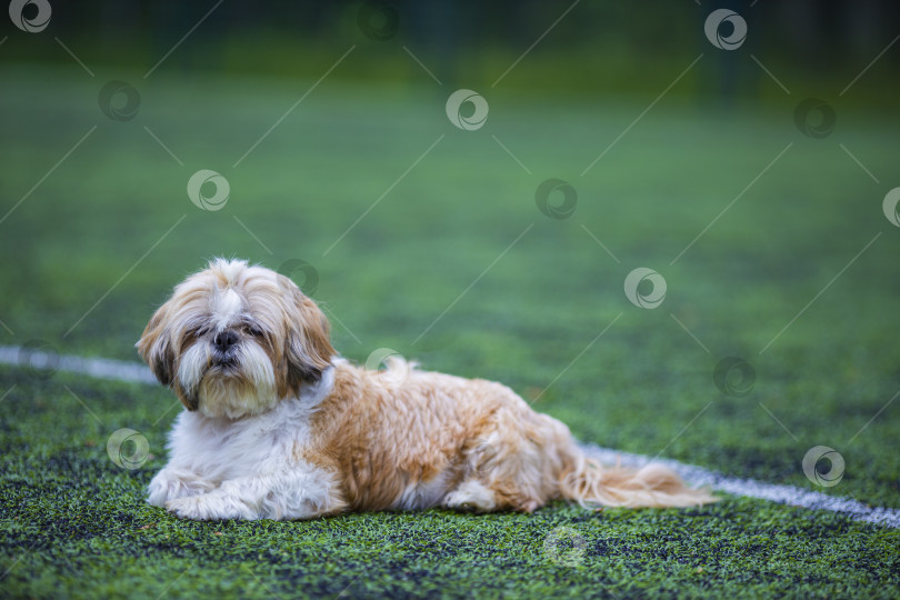 Скачать собака ши-тцу на футбольном поле фотосток Ozero