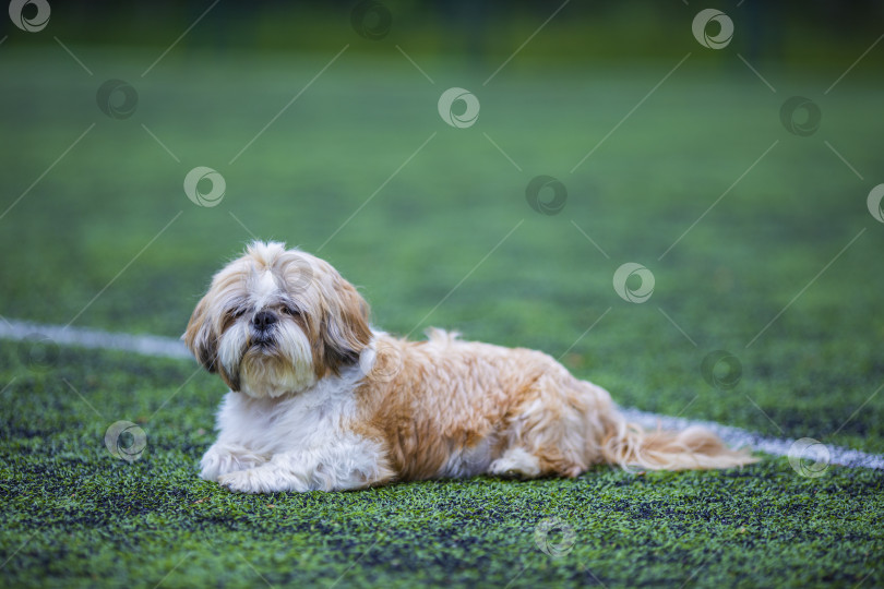 Скачать собака ши тцу на футбольном поле фотосток Ozero