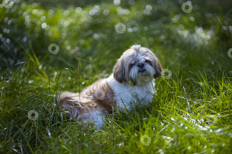 Скачать собака ши тцу фотосток Ozero