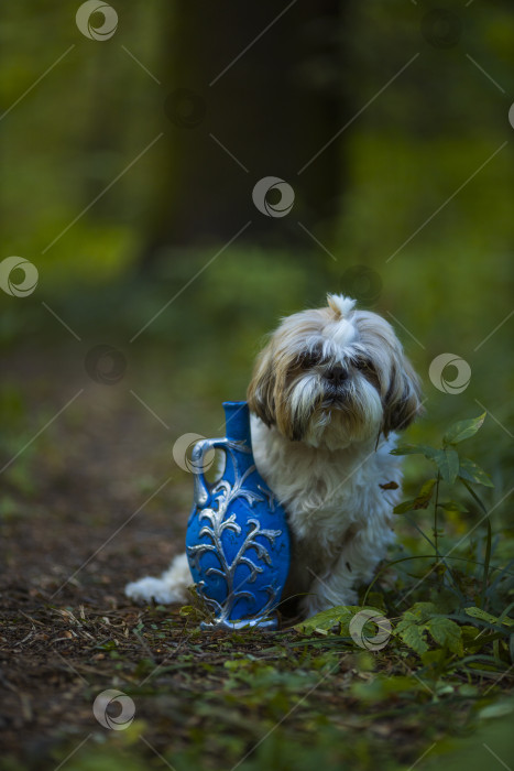 Скачать собака ши-тцу в голубой бутылочке фотосток Ozero