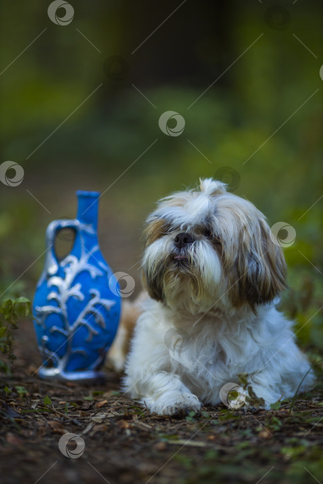 Скачать собака ши-тцу в голубой бутылочке фотосток Ozero