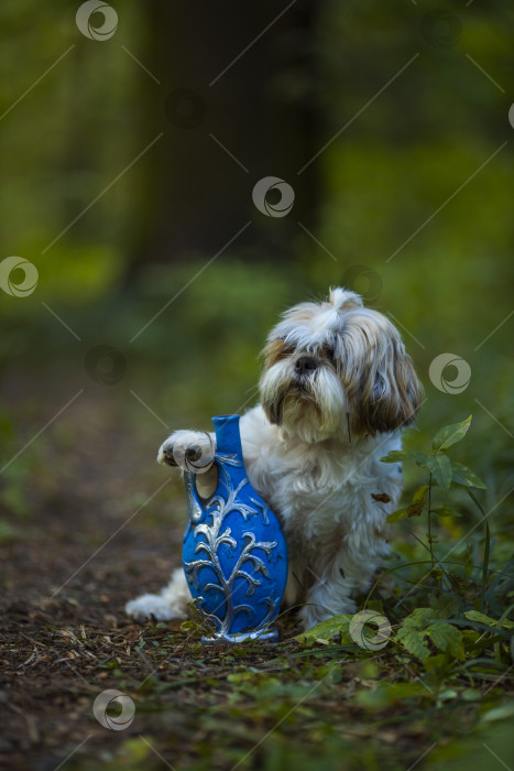 Скачать собака ши тцу с синей бутылкой фотосток Ozero