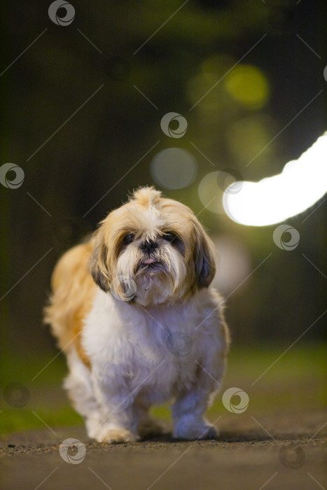 Скачать собака ши тцу на дороге фотосток Ozero