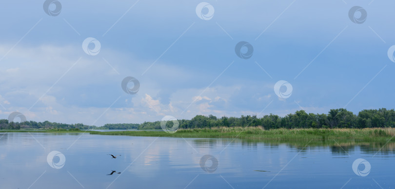 Скачать цапля, летящая над рекой на фоне голубого неба фотосток Ozero