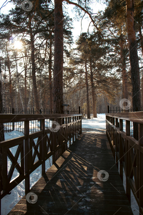 Скачать Прогулка в зимнем лесу фотосток Ozero