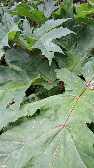 Скачать Борщевик Сосновского отличается крупными зазубренными зелеными листьями с выступающими прожилками, демонстрирующими его уникальную структуру и пышную листву в естественной среде фотосток Ozero