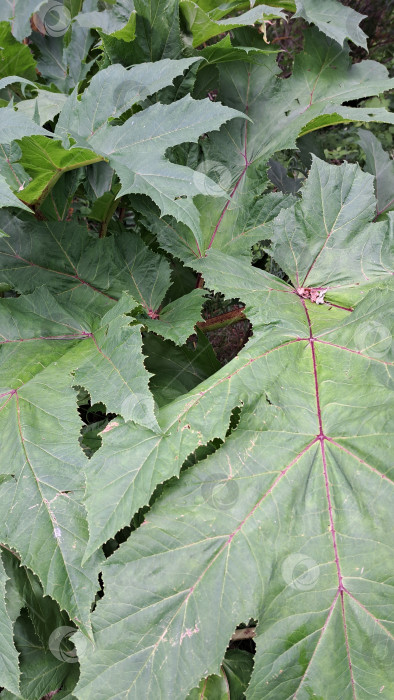 Скачать Крупные зеленые листья борщевика Сосновского демонстрируют замысловатую текстуру и яркие цвета, создавая пышную и густую листву в естественной среде обитания фотосток Ozero