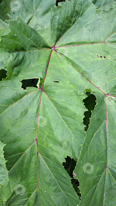 Скачать Крупные зеленые листья борщевика Сосновского имеют сложную текстуру и узоры, демонстрируя яркую листву в естественной обстановке на открытом воздухе, подчеркивая ботаническую красоту и детали фотосток Ozero