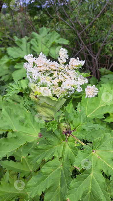 Скачать Борщевик Сосновского с крупными зелеными листьями и гроздьями белых цветов демонстрирует свои уникальные ботанические особенности в естественной обстановке на открытом воздухе фотосток Ozero