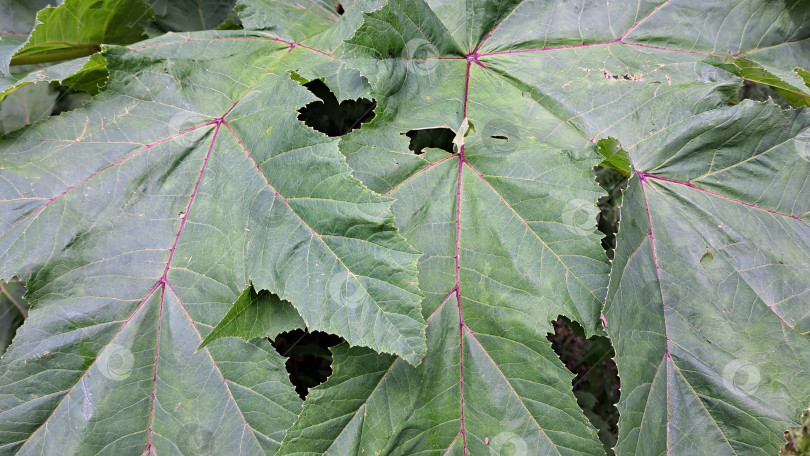 Скачать Крупные зеленые листья борщевика Сосновского с зазубренными краями и отверстиями, демонстрирующие сложную текстуру и яркие цвета в естественной обстановке, идеально подходят для ботанических исследований. фотосток Ozero