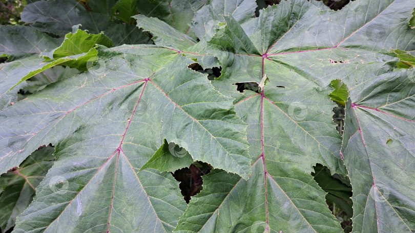 Скачать Крупные зеленые листья борщевика Сосновского имеют замысловатые узоры и текстуры, демонстрируя яркую листву в естественной среде обитания, окруженную пышной зеленью фотосток Ozero