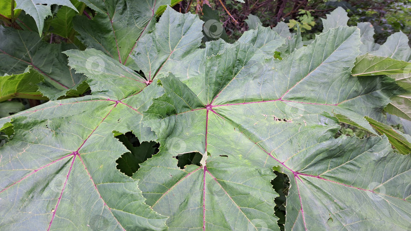 Скачать Крупные зеленые листья борщевика Сосновского имеют сложную текстуру и яркие цвета, демонстрируя уникальные особенности этого инвазивного вида в естественной среде обитания фотосток Ozero