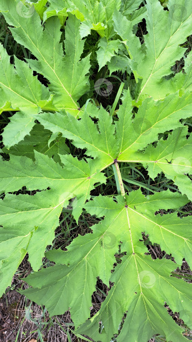 Скачать Большие зеленые листья борщевика Сосновского, демонстрирующие замысловатую текстуру и яркие цвета, окружены пышной растительностью в естественной среде фотосток Ozero