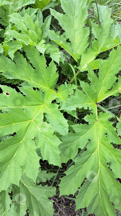 Скачать Большие зеленые листья борщевика Сосновского, демонстрирующие сложную текстуру и яркие цвета, окружены пышной растительностью в естественной обстановке на открытом воздухе фотосток Ozero