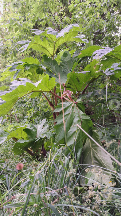 Скачать Борщевик Сосновского с большими зелеными листьями возвышается над окружающей травой и листвой, демонстрируя свою впечатляющую высоту и пышную растительность в естественном окружении фотосток Ozero