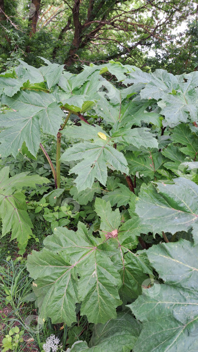 Скачать Борщевик Сосновского с крупными зелеными листьями, цветущий в пышной среде, демонстрирует свой устойчивый рост и естественную среду обитания, идеально подходящую для ботанических исследований и повышения экологической осведомленности фотосток Ozero