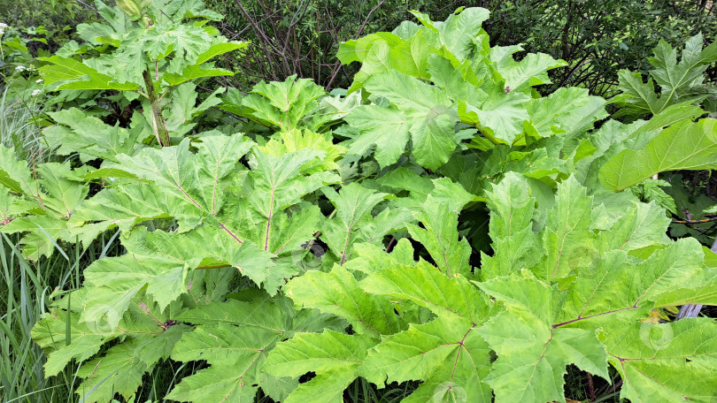 Скачать Большие зеленые листья борщевика Сосновского, демонстрирующие сложную текстуру и яркие цвета, окружены пышной растительностью в естественной обстановке на открытом воздухе фотосток Ozero