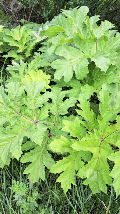 Скачать Крупные зеленые листья борщевика Сосновского, в изобилии растущего в естественных условиях, демонстрируют яркую листву и пышную растительность в дикой природе фотосток Ozero