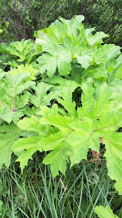 Скачать Большие зеленые листья борщевика Сосновского, демонстрирующие сложную текстуру и яркие цвета, окружены пышной зеленью в естественной обстановке на открытом воздухе фотосток Ozero