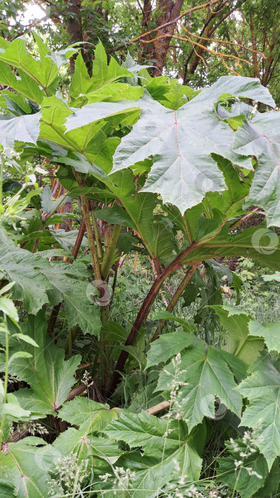 Скачать Борщевик Сосновского с крупными зелеными листьями и толстыми стеблями, цветущий в пышной среде, демонстрирует свою уникальную листву и естественную среду обитания фотосток Ozero