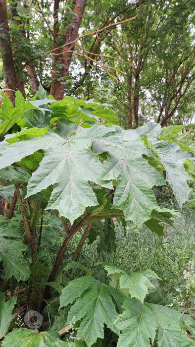 Скачать Растение борщевика Сосновского с большими зелеными листьями, окруженное пышной зеленью, демонстрирует свою уникальную листву и естественную среду обитания в яркой обстановке на открытом воздухе фотосток Ozero