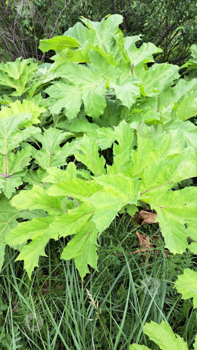 Скачать Большие зеленые листья борщевика Сосновского, демонстрирующие сложную текстуру и яркие цвета, окружены сочной травой и другой растительностью в естественной обстановке фотосток Ozero