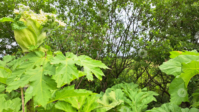 Скачать Борщевик Сосновского с крупными зелеными листьями и цветущими соцветиями, окруженный пышной зеленью, демонстрирует свою уникальную структуру и естественную среду обитания в динамичной экосистеме фотосток Ozero
