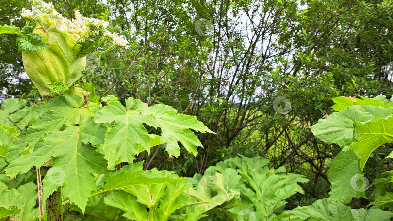 Скачать Борщевик Сосновского с крупными зелеными листьями и цветущими гроздьями, окруженный пышной зеленью, демонстрирует свои уникальные особенности в естественном окружении фотосток Ozero