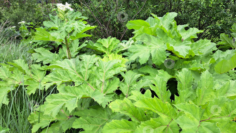 Скачать Крупные зеленые листья борщевика Сосновского прекрасно растут в пышном саду, демонстрируя яркую листву и богатую природную среду с разнообразной растительностью фотосток Ozero