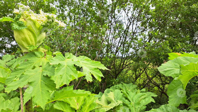 Скачать Крупные зеленые листья борщевика Сосновского с цветущими бутонами в окружении пышной зелени демонстрируют естественный рост и яркие ботанические детали фотосток Ozero