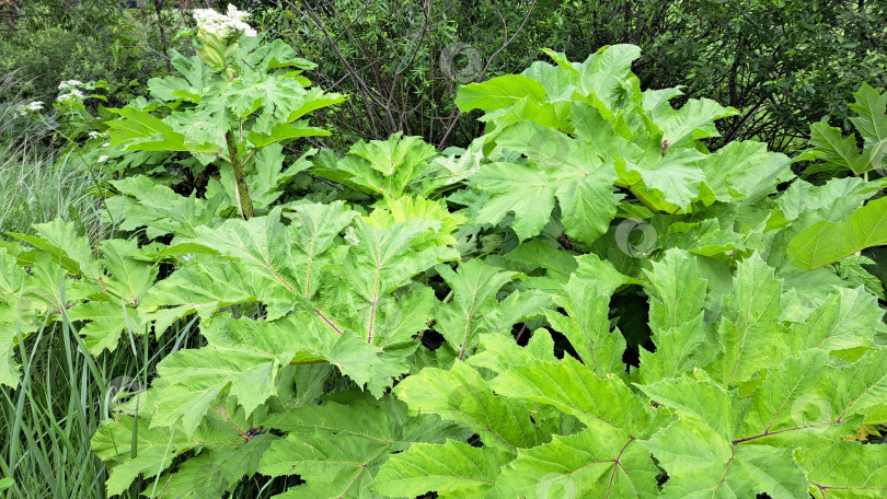 Скачать Крупные зеленые листья борщевика Сосновского прекрасно растут в окружении пышной растительности, демонстрируя свою яркую текстуру и пышную листву в естественной обстановке фотосток Ozero
