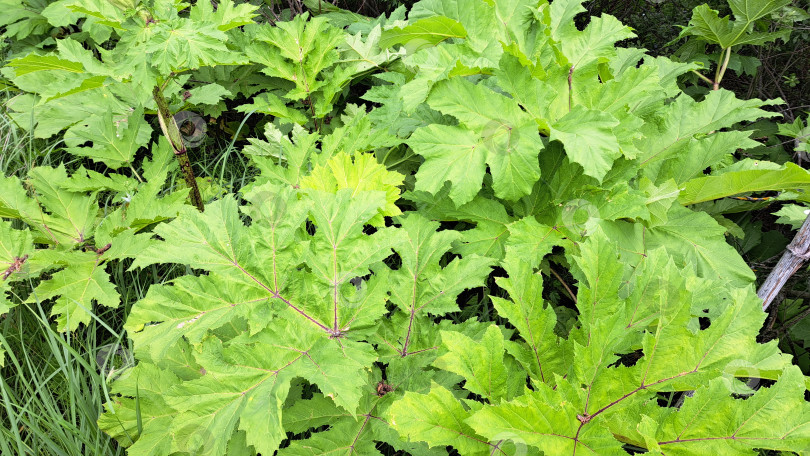 Скачать Яркая зеленая листва борщевика Сосновского заполняет кадр, демонстрируя крупные текстурированные листья с замысловатыми узорами и пышную естественную среду, окружающую их фотосток Ozero