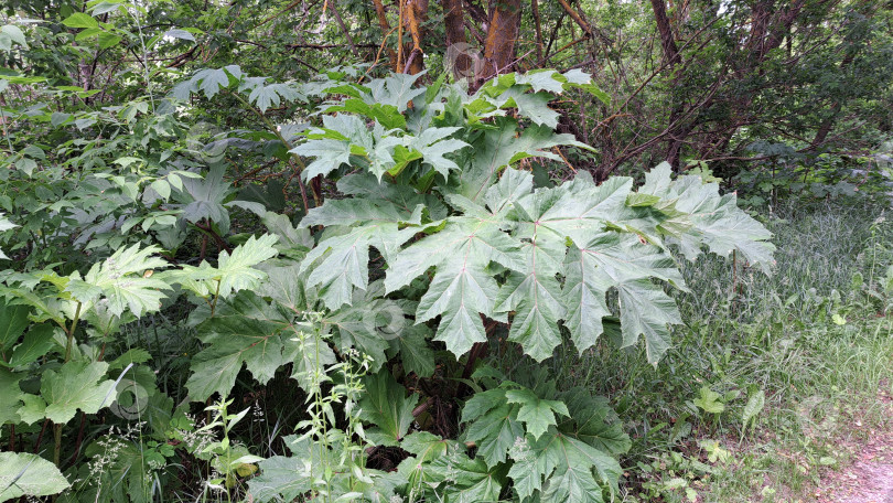 Скачать Крупные зеленые листья борщевика Сосновского прекрасно растут в пышной природной среде, демонстрируя свою уникальную текстуру и яркую листву в безмятежной обстановке на открытом воздухе фотосток Ozero