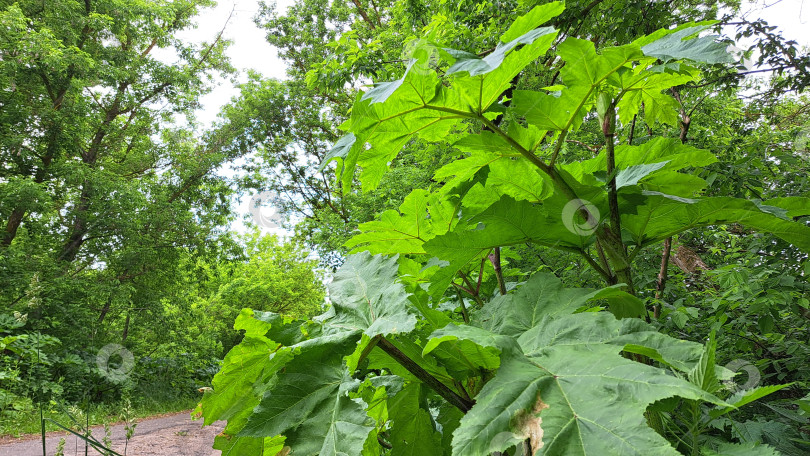 Скачать Большие зеленые листья борщевика Сосновского доминируют на переднем плане, окруженные пышной зеленью и извилистой дорожкой, демонстрируя впечатляющие размеры растения и его естественную среду обитания фотосток Ozero