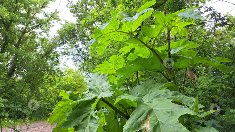 Скачать Крупные зеленые листья борщевика Сосновского прекрасно растут в пышной лесной среде, демонстрируя яркую листву и естественный характер роста в безмятежной обстановке на открытом воздухе фотосток Ozero