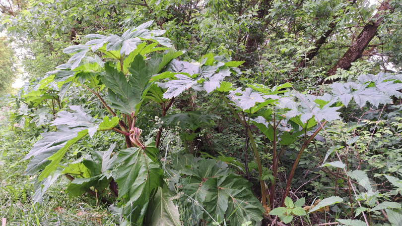 Скачать Крупное зеленое растение борщевика Сосновского с широкими листьями, растущее в пышной природной среде, демонстрирует свою уникальную листву и яркое присутствие в дикой природе фотосток Ozero
