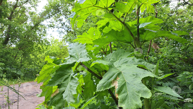 Скачать Большие зеленые листья борщевика Сосновского, растущего вдоль лесной тропинки, демонстрируют яркую листву и пышную зелень в естественной обстановке на открытом воздухе фотосток Ozero