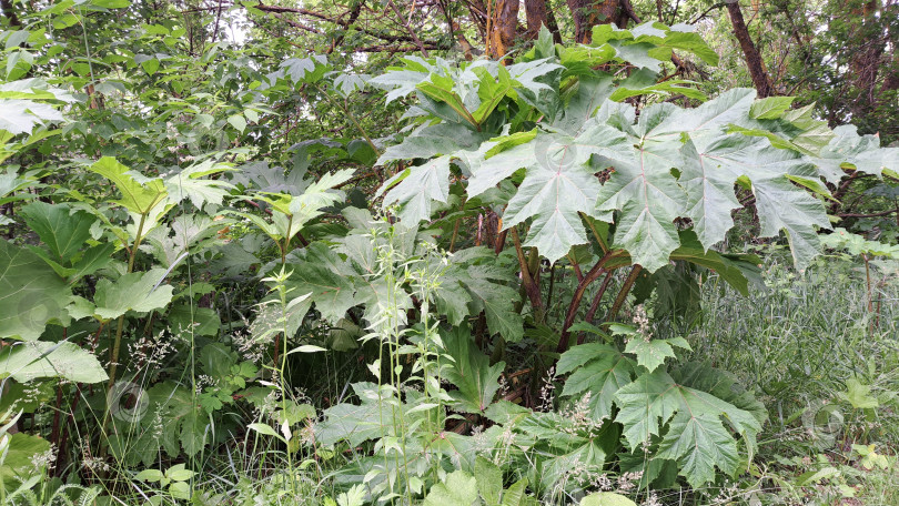 Скачать Крупные зеленые листья борщевика Сосновского прекрасно растут в пышной природной среде, демонстрируя яркую листву и замысловатую текстуру, создавая богатую ботаническую картину фотосток Ozero