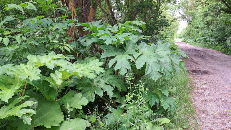 Скачать Крупные зеленые листья борщевика Сосновского в изобилии растут вдоль гравийной дорожки в пышной природной среде, демонстрируя яркую листву и окружающую растительность фотосток Ozero