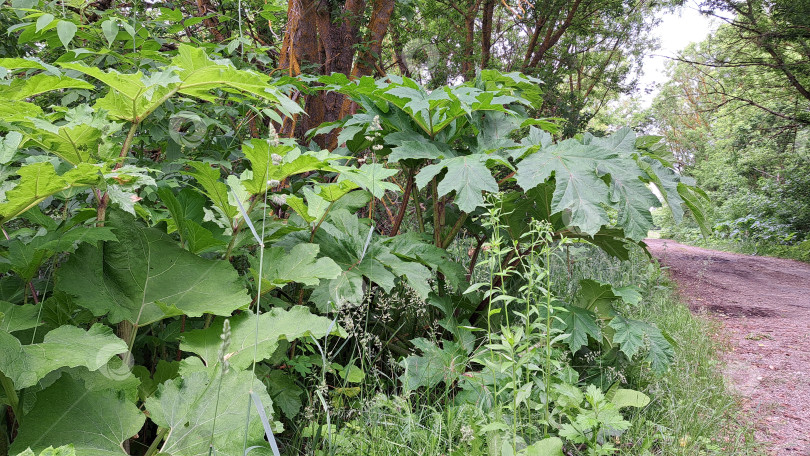 Скачать Большие зеленые растения борщевика Сосновского с широкими и пышными листьями окаймляют грунтовую дорожку, создавая яркую природную среду и демонстрируя красоту дикой растительности фотосток Ozero