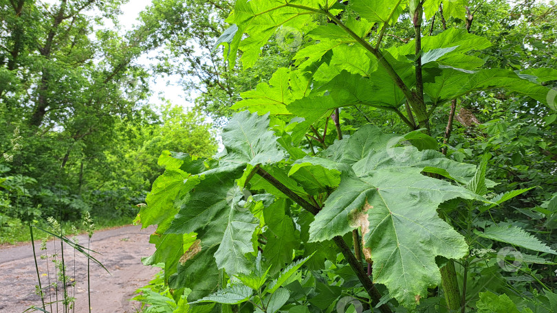 Скачать Большие зеленые листья борщевика Сосновского, растущего вдоль грунтовой дорожки в густом лесу, демонстрируют яркую листву и природную красоту фотосток Ozero