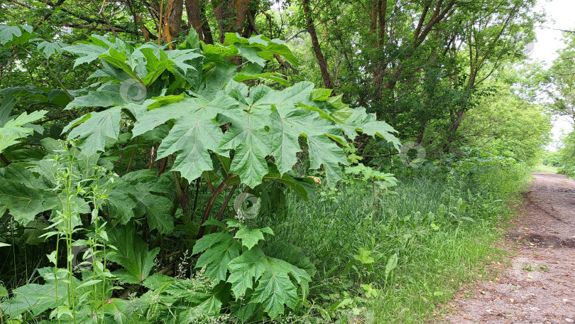 Скачать Большие зеленые листья борщевика Сосновского, растущего вдоль посыпанной гравием дорожки в окружении пышной зелени и деревьев, демонстрируют яркое природное окружение фотосток Ozero