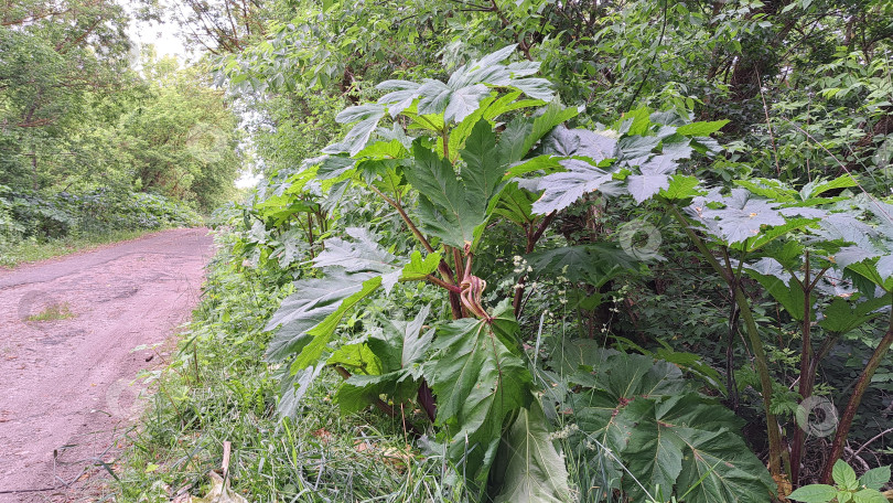 Скачать Борщевик Сосновского с крупными зелеными листьями, растущий вдоль грунтовой дорожки в окружении пышной зелени, демонстрирует свою уникальную листву и естественную среду обитания фотосток Ozero